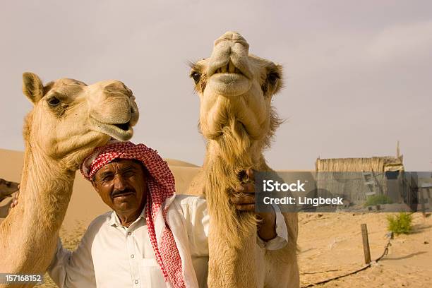 Foto de Closeup De Grandeangular De Camelo Na Camelfarm e mais fotos de stock de Camelo - Camelídeos - Camelo - Camelídeos, Península Árabe, Abu Dhabi