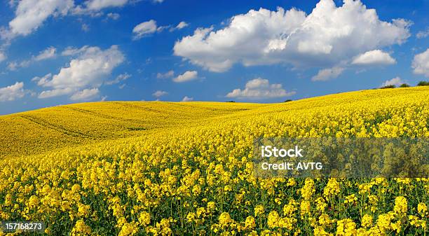 Rapsfeld Stockfoto und mehr Bilder von Raps - Raps, Feld, Canola