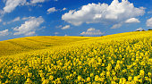 Rape Field II