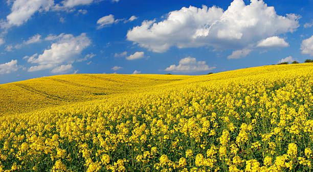 Campo de colza II - fotografia de stock