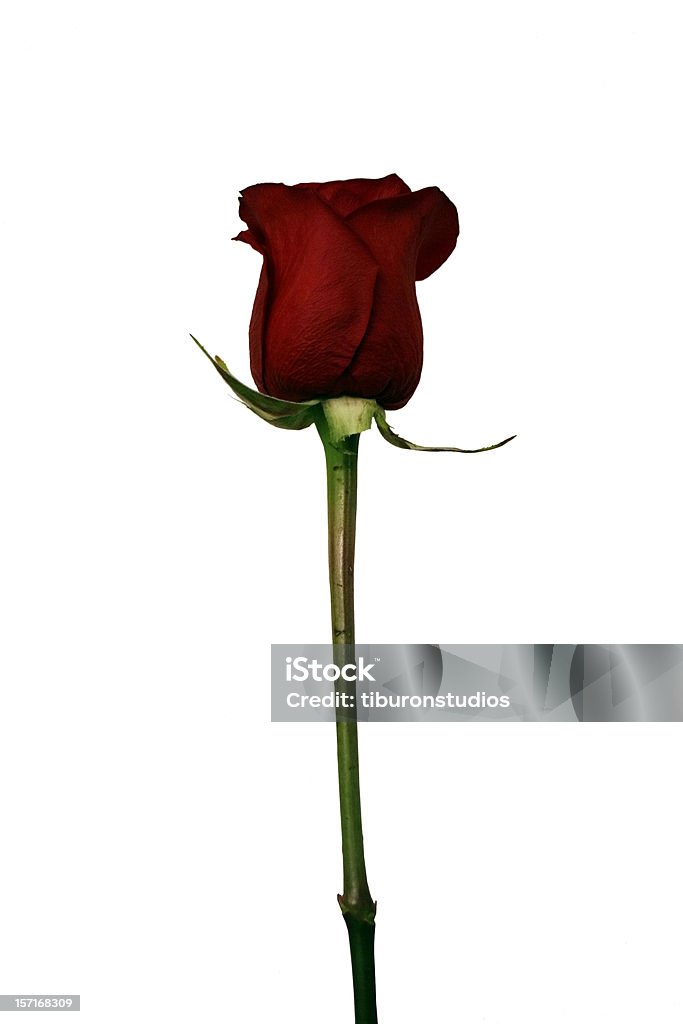 絶縁レッドのローズ - 植物 バラのロイヤリティフリーストックフォト