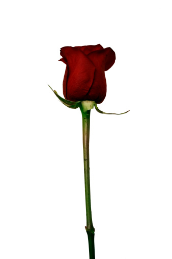 Single Isolated Red Rose