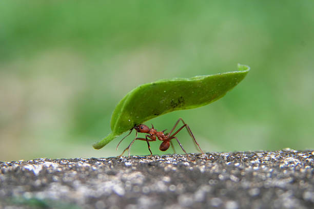 leaf cutter ant - mier stockfoto's en -beelden