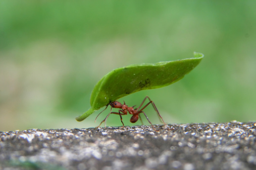 A leaf cutter ant carrying a huge leaf in his mouth while zipping along the edge of a sidewalk in the Soberania National Forest in Panama. Shallow depth of depth with selective focus on ant and leaf. The speed that the ant was traveling, the limited field of depth and the extremely small size of the subject made this a very gratifying image to capture.