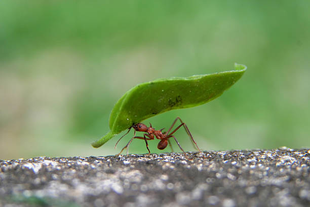 Leaf Cutter Ant A leaf cutter ant carrying a huge leaf in his mouth while zipping along the edge of a sidewalk in the Soberania National Forest in Panama. Shallow depth of depth with selective focus on ant and leaf. The speed that the ant was traveling, the limited field of depth and the extremely small size of the subject made this a very gratifying image to capture. endurance photos stock pictures, royalty-free photos & images