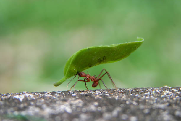 Leaf Cutter Ant A leaf cutter ant carrying a huge leaf in his mouth while zipping along the edge of a sidewalk in the Soberania National Forest in Panama. Shallow depth of depth with selective focus on ant and leaf. The speed that the ant was traveling, the limited field of depth and the extremely small size of the subject made this a very gratifying image to capture. rushes plant stock pictures, royalty-free photos & images