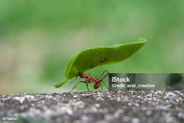 Leaf Cutter Ant Stock Photo - Download Image Now - Ant, Efficiency, Strength