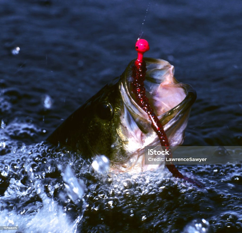 thrashing róbalo de boca grande - Foto de stock de Cebo libre de derechos