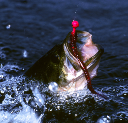 a largemouth bass, hooked on a red plastic worm tipped with a jighead, splashes on the water's surface