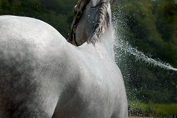 caballo blanco disfruta de agua fría - halter fotografías e imágenes de stock