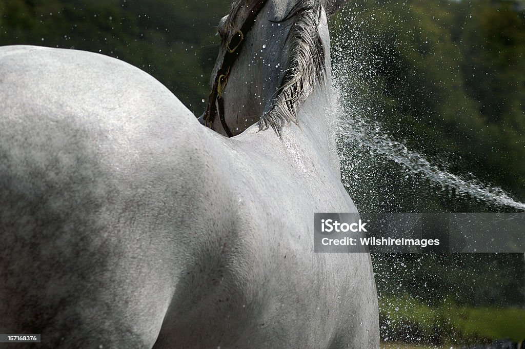 Cavallo bianco godono di acqua per rinfrescarsi - Foto stock royalty-free di Cavallo - Equino