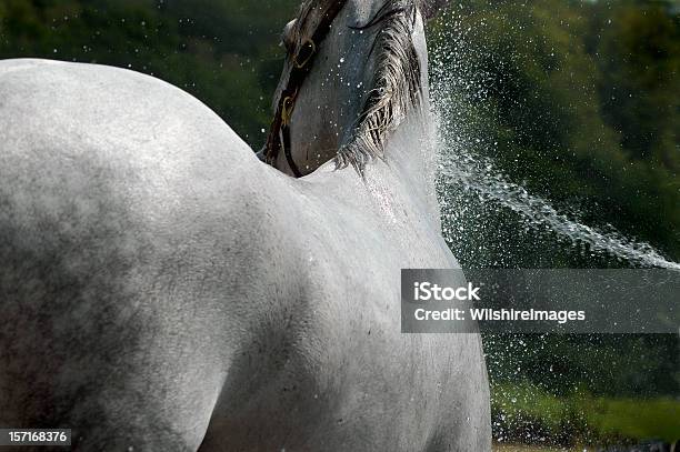 Cavallo Bianco Godono Di Acqua Per Rinfrescarsi - Fotografie stock e altre immagini di Cavallo - Equino - Cavallo - Equino, Lavare, Tubo flessibile