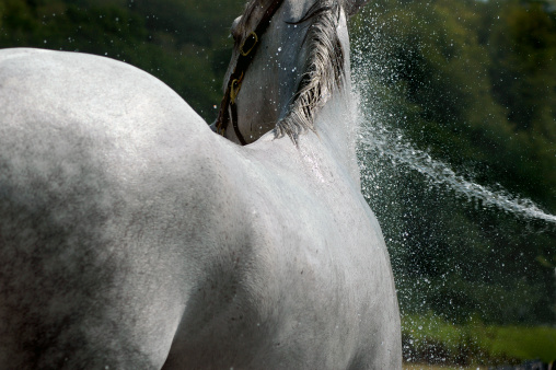 swimming arabian horse in the lake. sunny day