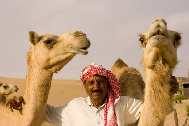 A beautifully adorned camel resting calmly on the warm desert sand during a traditional Arabian experience in Dubai, showcasing its colorful patterned saddle blanket, gentle posture, and serene desert landscape in soft natural light for travel and tourism themes