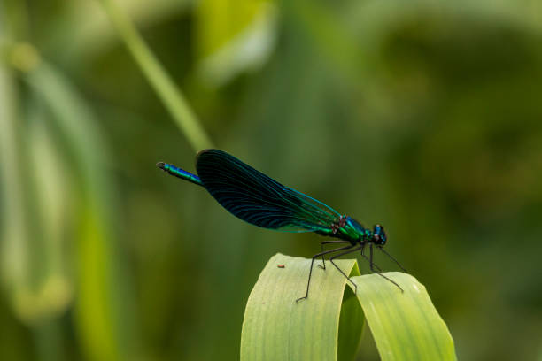 istock Dragonfly resting on a leaf at Krka national park in Croatia. 1571684202