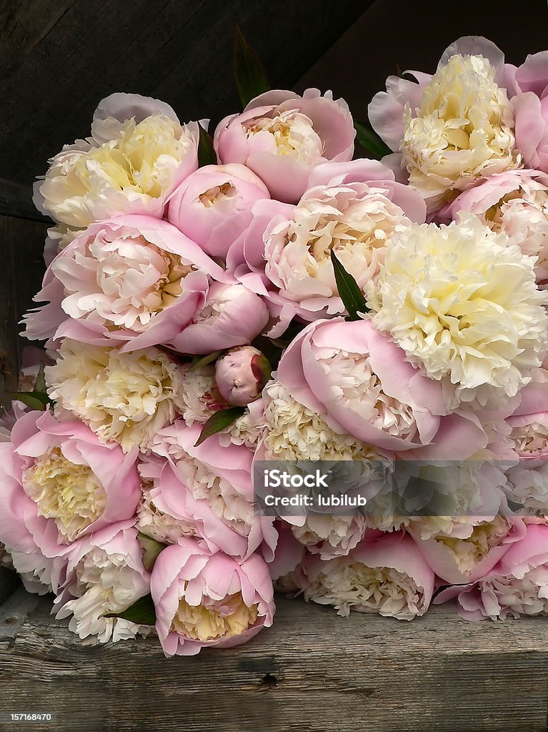 많은 핑크 Peonies 판매할 꽃집 왜고너의 쇼핑하다 - 로열티 프리 작약 스톡 사�진