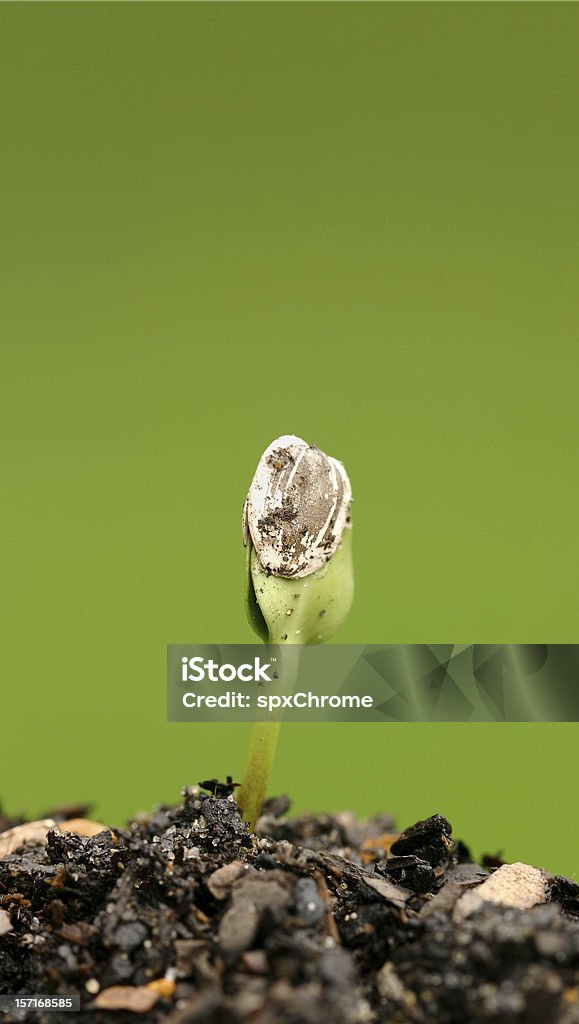 Семя Пророщенная роста - Стоковые фото Ботаника роялти-фри