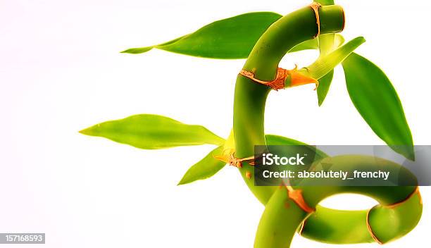 Bamboo Close Up Stock Photo - Download Image Now - Feng Shui, Lucky Bamboo, Single Object