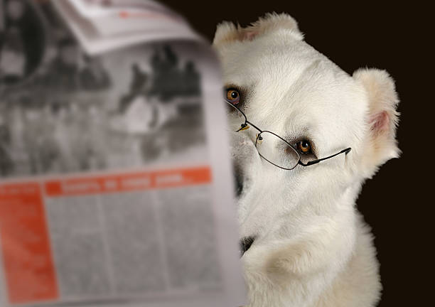 giornale di lettura cane con occhiali - glasses stock market finance newspaper foto e immagini stock