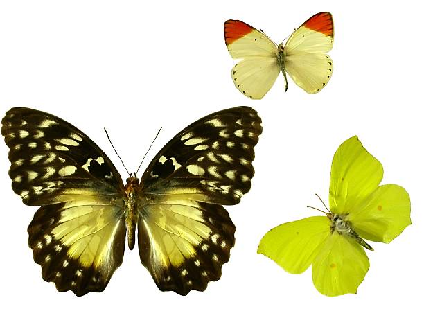 バタフライ - butterfly monarch butterfly isolated flying ストックフォトと画像