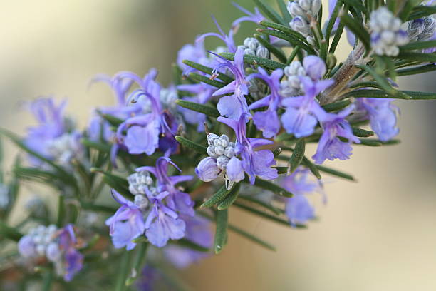 A purple Rosemary plant with flowers stock photo