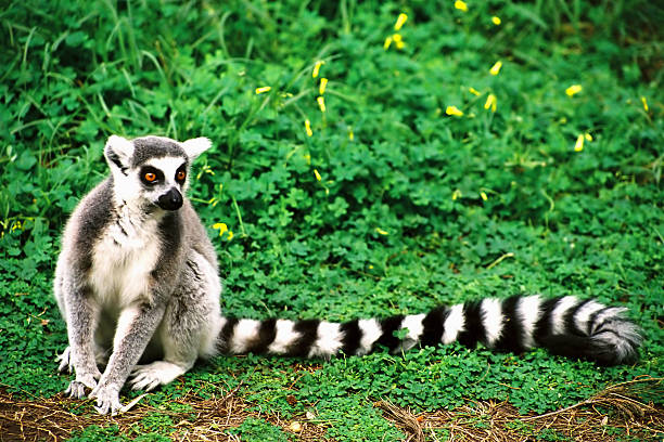 A lemur sitting on the ground in front of green vegetation Lemur. lemur catta stock pictures, royalty-free photos & images
