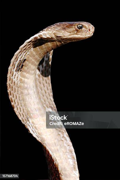 Cobra Foto de stock y más banco de imágenes de Serpiente - Serpiente, Fondo negro, Cobra