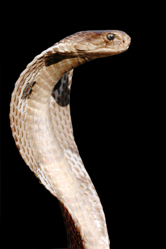 very venomous yellow snake is angry, animal closeup