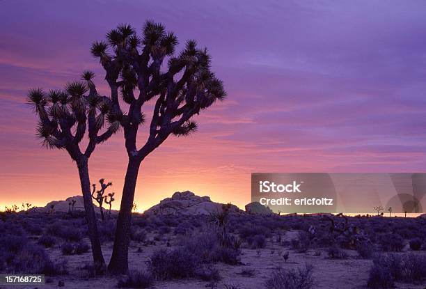 Joshua Tree Sunrise Stock Photo - Download Image Now - Joshua Tree National Park, Yucca Brevifolia, Desert Area