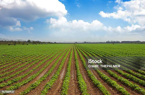 Furrows Foto de stock y más banco de imágenes de Granja - Granja, Campo - Tierra cultivada, Campo arado