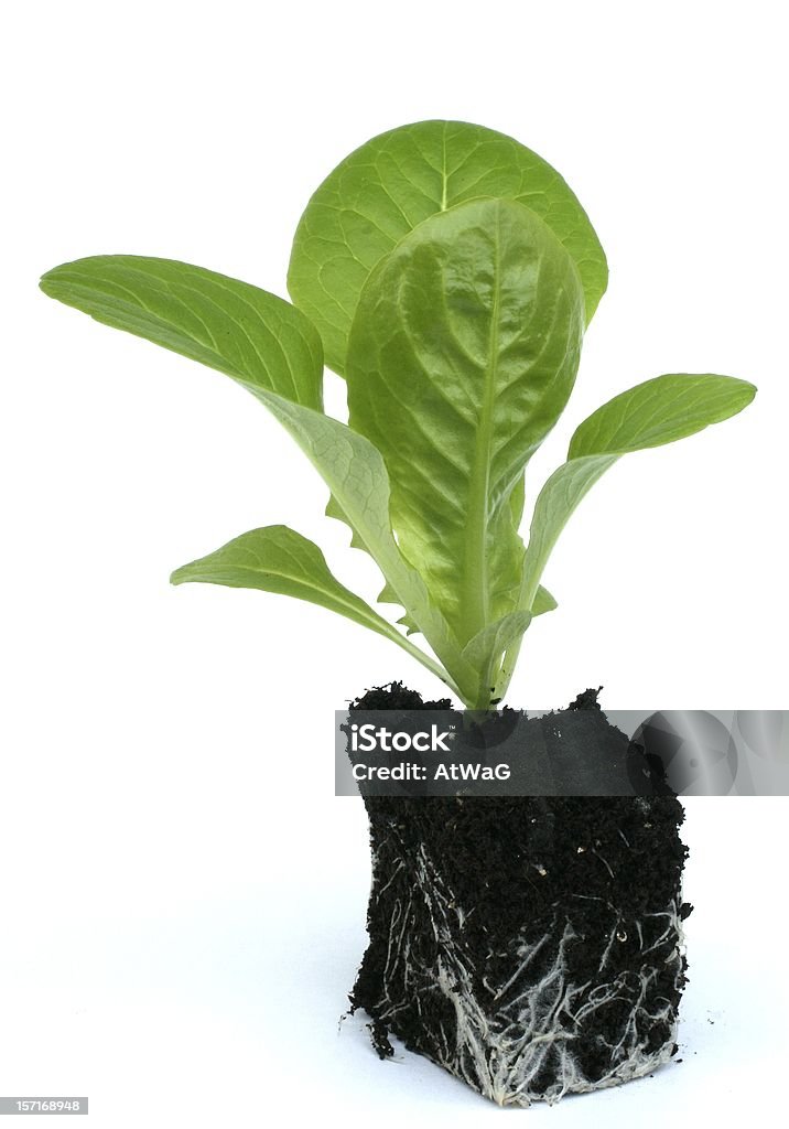 Pianta di lattuga - Foto stock royalty-free di Flora