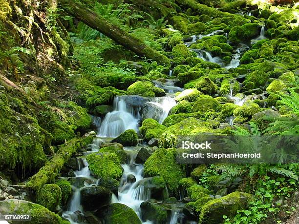 Foto de Uma Exuberante Floresta e mais fotos de stock de Floresta pluvial - Floresta pluvial, Longa Caminhada, Cachoeira Sol Duc