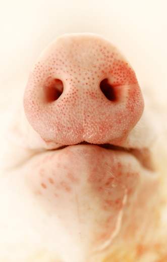 close up of a pigs nose, a kiss please!