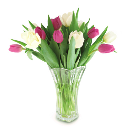 A pink Tulip in a white vase, with two pink Tulips infront of the vase on a white background