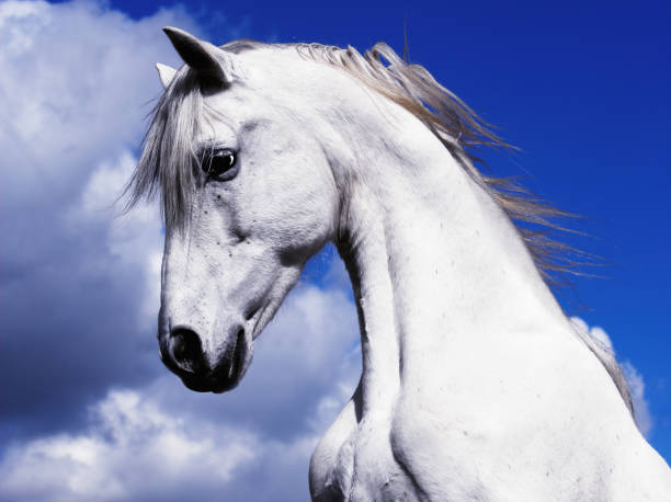 shadowfax cheval blanc sur un ciel bleu dans les nuages - horse animal head animal sky photos et images de collection