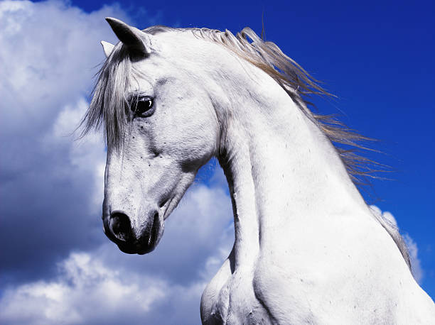 Shadowfax White Horse On A Blue Sky Clouds stock photo