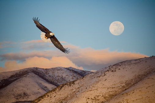 A Bald Eagle captured in midflight flying low over the ground