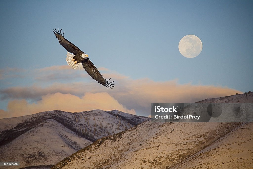 Eagle Flying in Front of the Mountain and Moon. Eagle - Bird Stock Photo