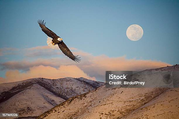 Eagle Flying In Front Of The Mountain And Moon Stock Photo - Download Image Now - Eagle - Bird, Flying, Bald Eagle