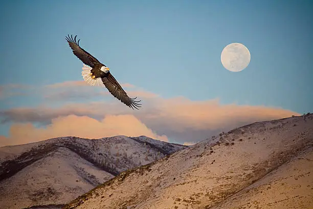 Photo of Eagle Flying in Front of the Mountain and Moon.