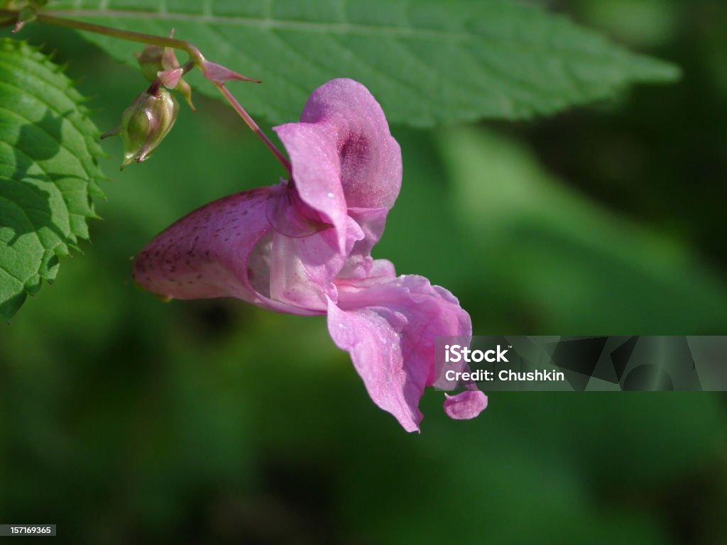 Indian balsam - Zbiór zdjęć royalty-free (Niecierpek)