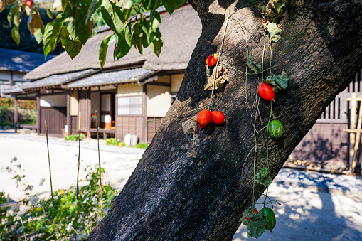 On a sunny day in October 2022, near the Minuma rice field in Saitama City, Saitama Prefecture, the Minuma Classic Hall, which used the former Bando family residence.