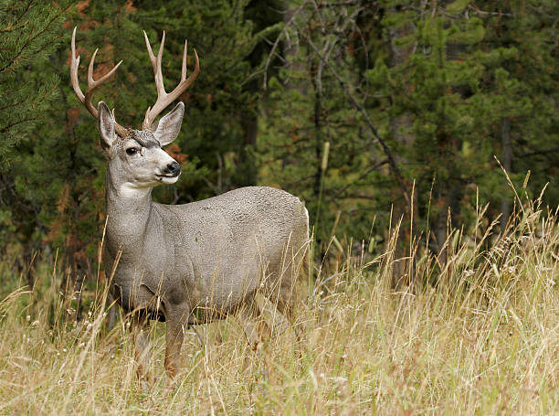 herbst buck - mule deer stock-fotos und bilder