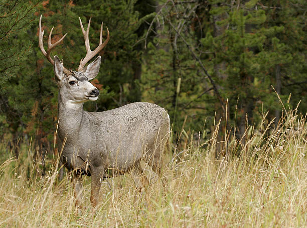 Autumn Buck  mule deer stock pictures, royalty-free photos & images