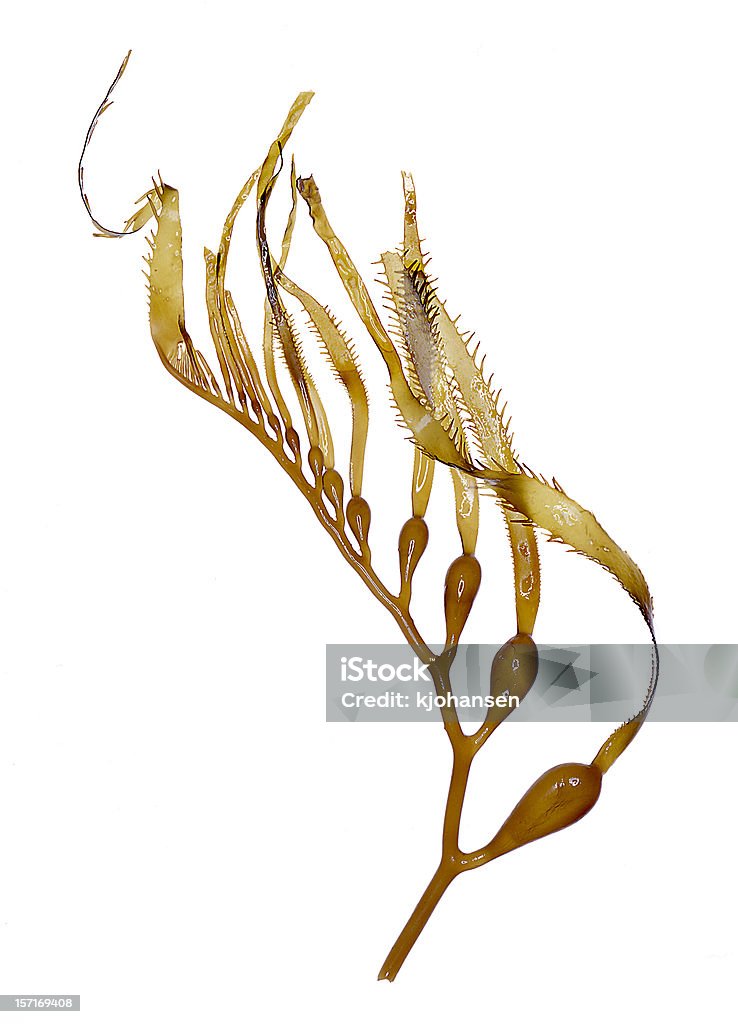 Giant Kelp (Seaweed) Specimen  Seaweed Stock Photo