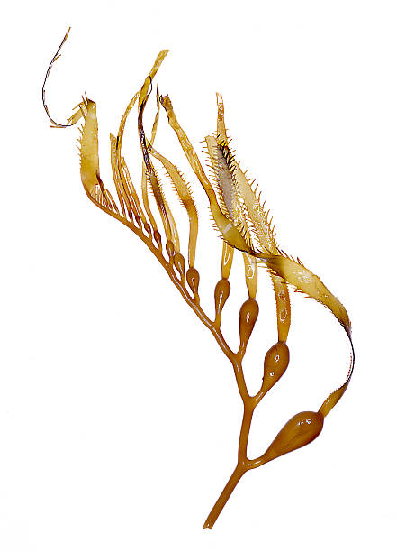 бурая водоросль macrocystis perifera (водоросли) образца - algae стоковые фото и изображения
