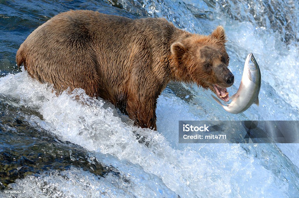 Orso cattura salmone Alaska - Foto stock royalty-free di Orso