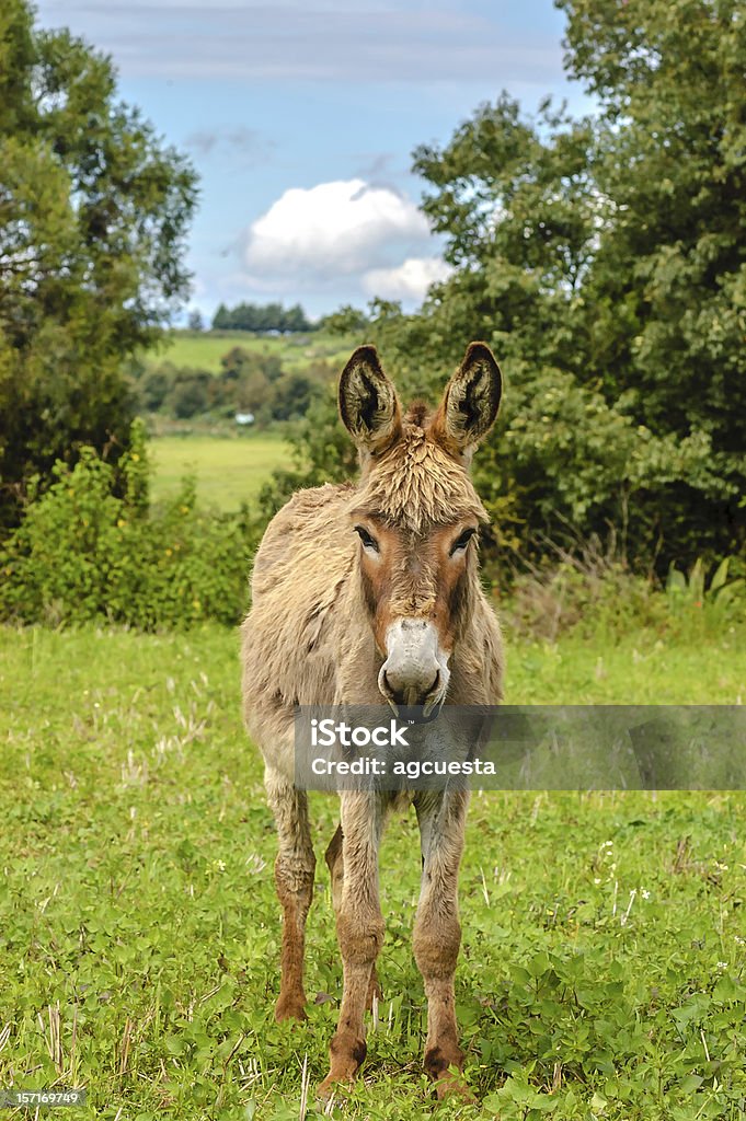 Mascota burro - Foto de stock de Aire libre libre de derechos