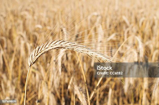 Campo Di Grano Dorato - Fotografie stock e altre immagini di Agricoltura - Agricoltura, Ambientazione esterna, Ambiente