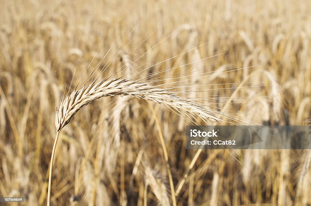 Field of золотой урожай - Стоковые фото Без людей роялти-фри